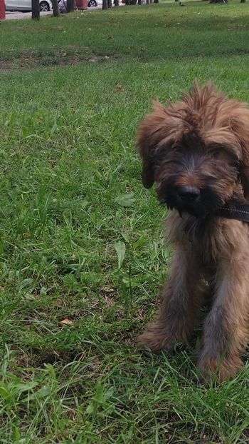 Ciobanesc de Brie Briard - BRIARD Ciobanesc de BRIE