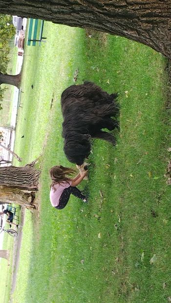 Ciobanesc de Brie Briard - BRIARD Ciobanesc de BRIE