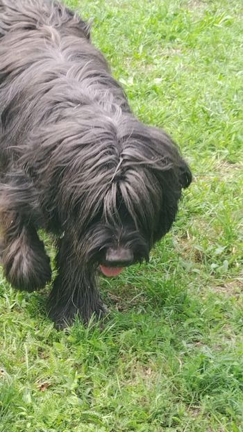 Ciobanesc de Brie Briard - BRIARD Ciobanesc de BRIE
