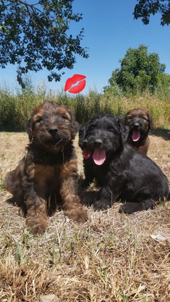 Ciobanesc de Brie Briard - BRIARD Ciobanesc de BRIE