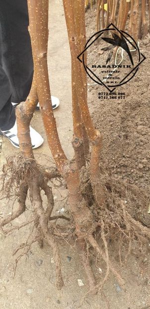  - Aa IN ATENTIA dumneavoastra