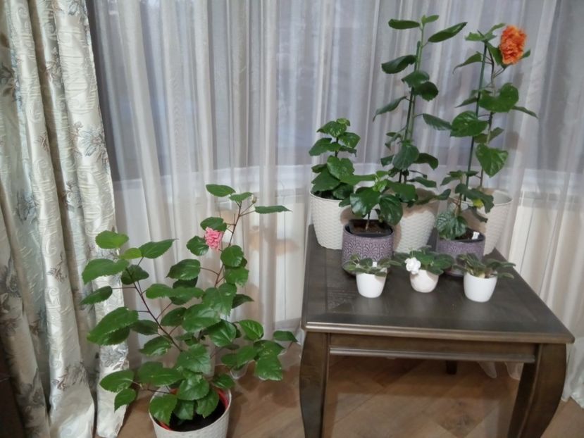  - 02 Hemerocalisi-hibiscusi-crini