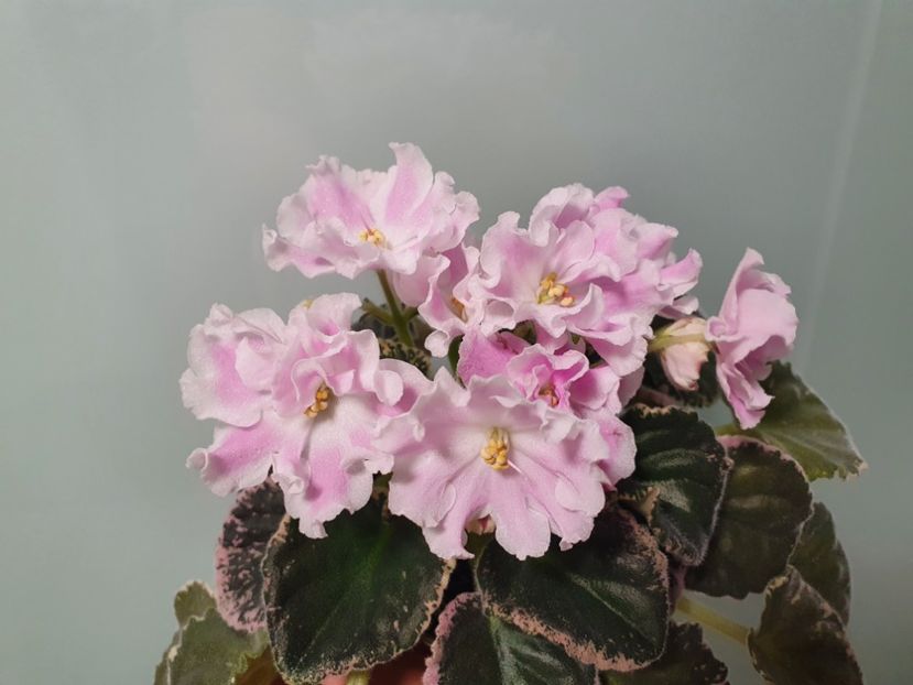 Cea mai reusita inflorire la mine! - Pink Sensation