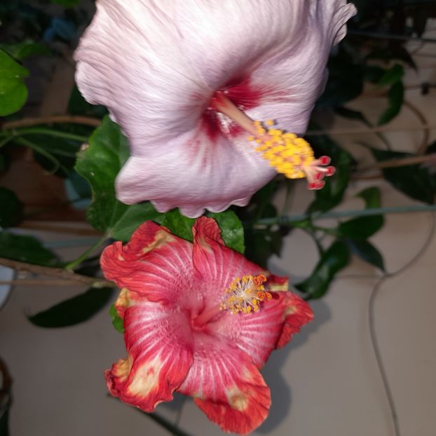 10.11.2022 - HIBISCUSI 2022-7