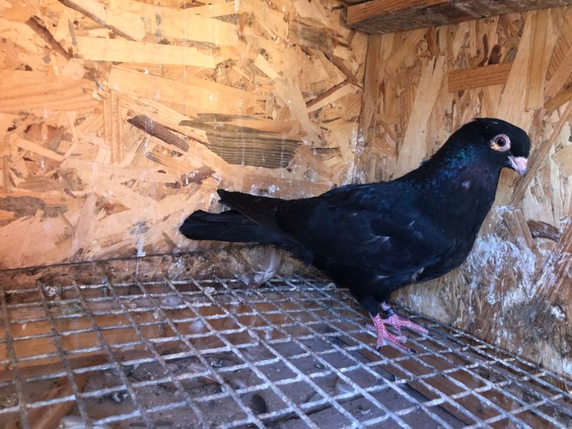 512/22 - 5- lot zbor 2022