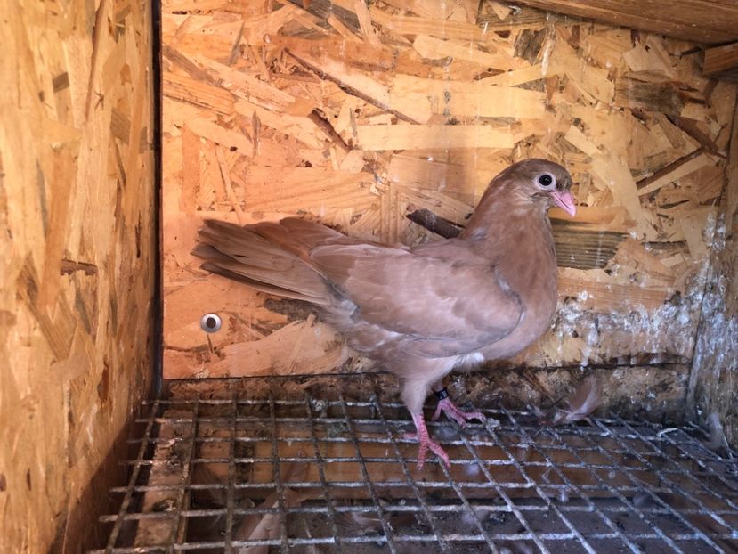 528/22 - 5- lot zbor 2022