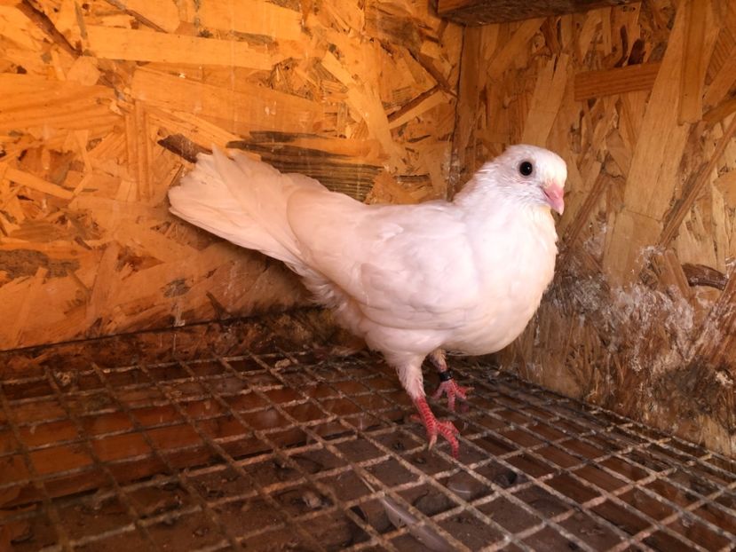 501/22 - 5- lot zbor 2022