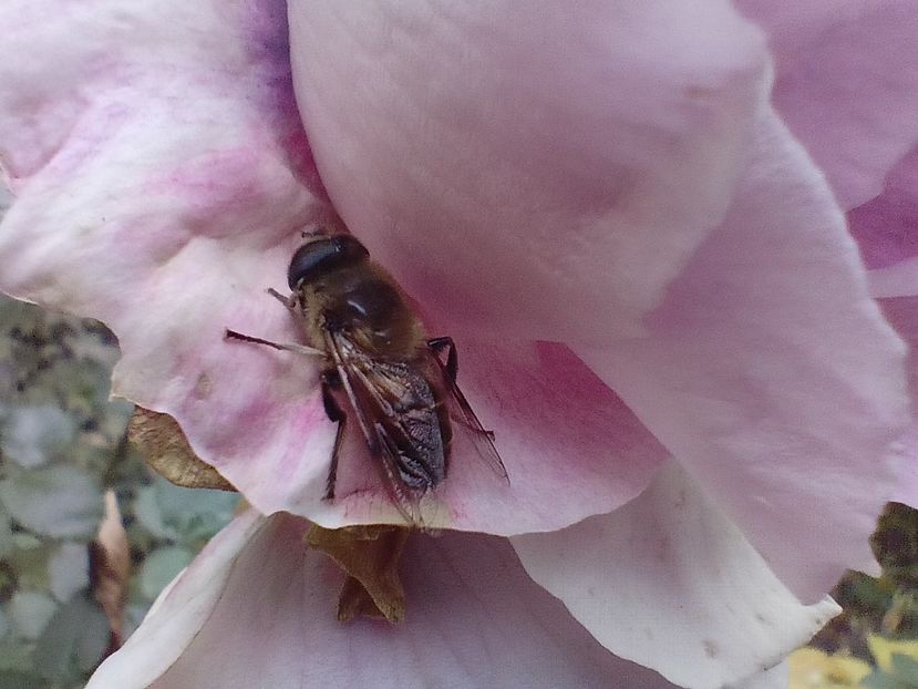 10.11.2022 - Grădina 2022 continuare 4