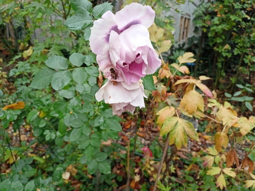 Eyes for You - Grădina 2022 continuare 4