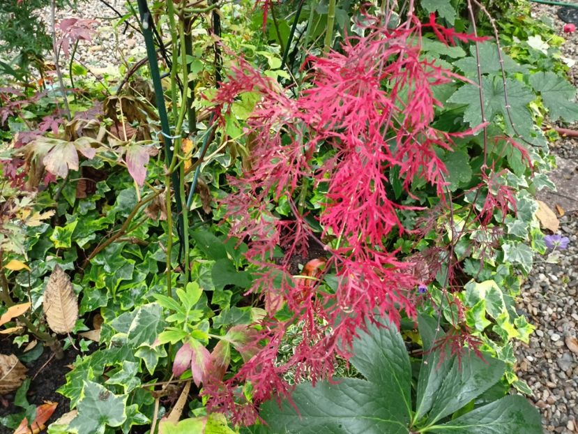 Hana Matoi - Grădina 2022 continuare 4