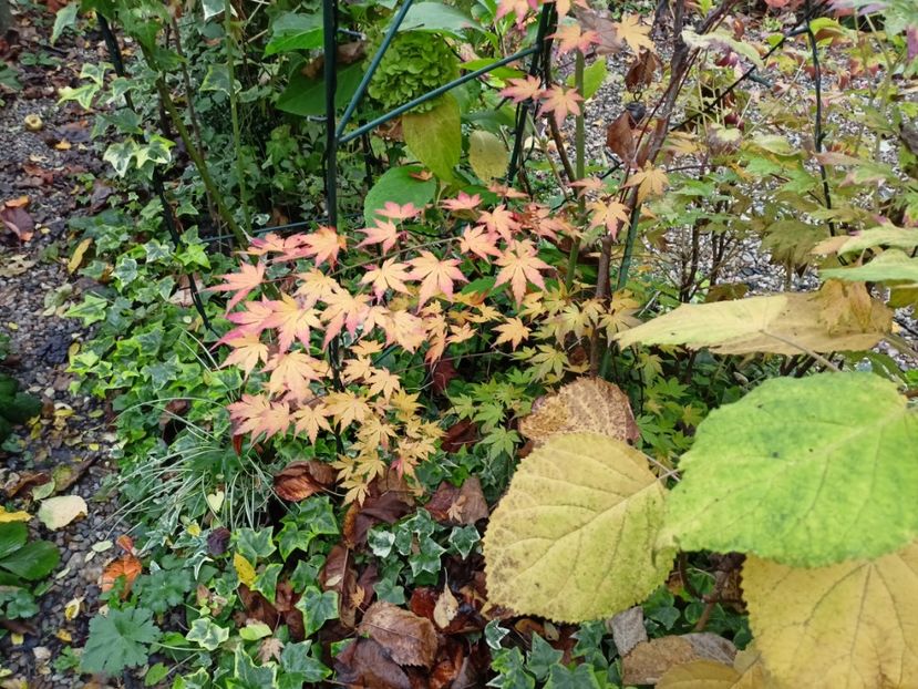  - Grădina 2022 continuare 4