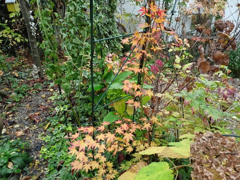  - Grădina 2022 continuare 4