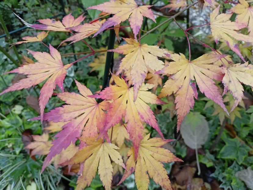  - Grădina 2022 continuare 4