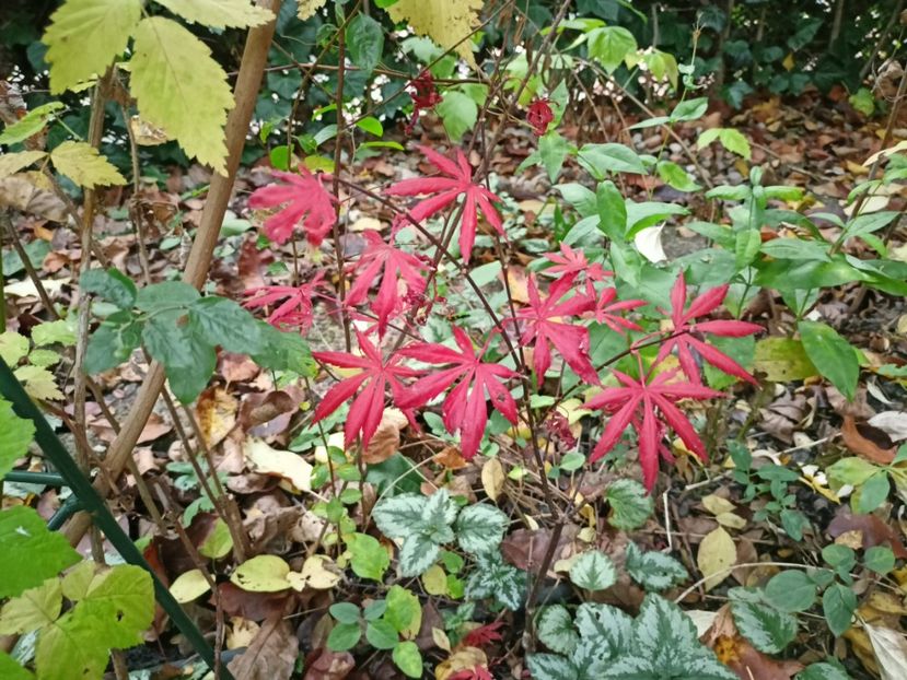 Acer Trompenburg - Grădina 2022 continuare 4