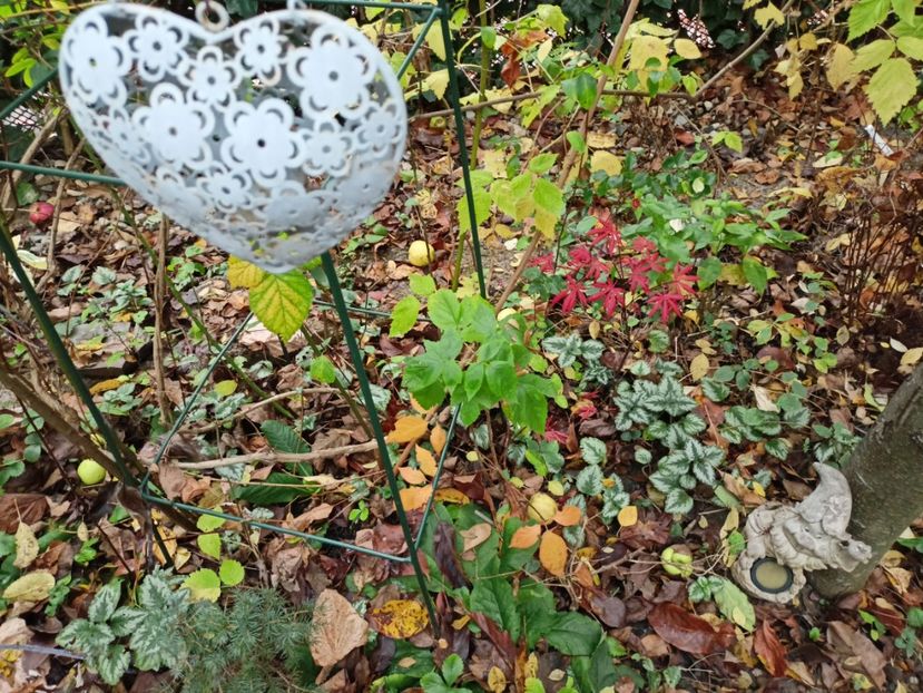  - Grădina 2022 continuare 4