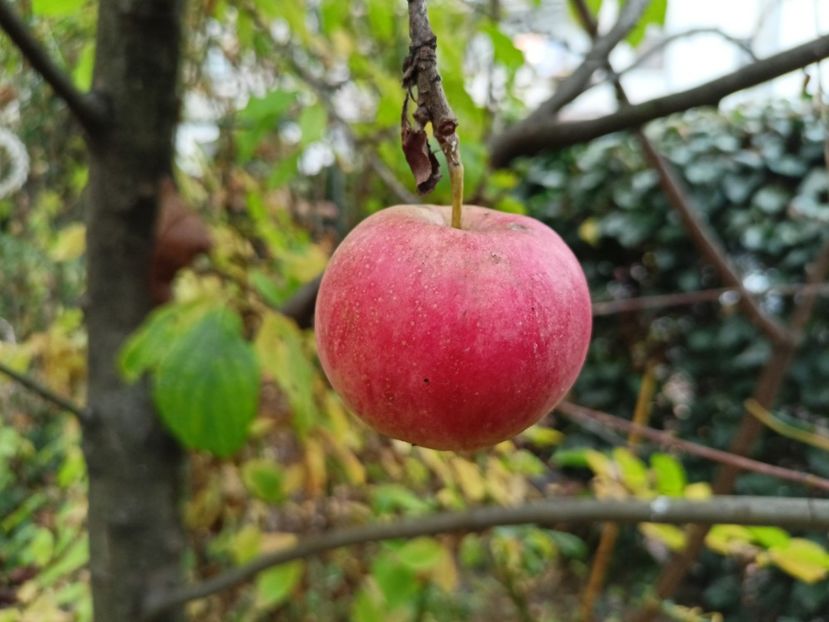  - Grădina 2022 continuare 4