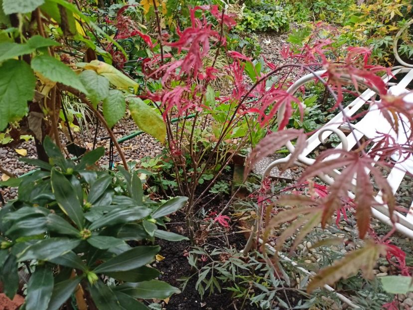 Acer Shirazz - Grădina 2022 continuare 4