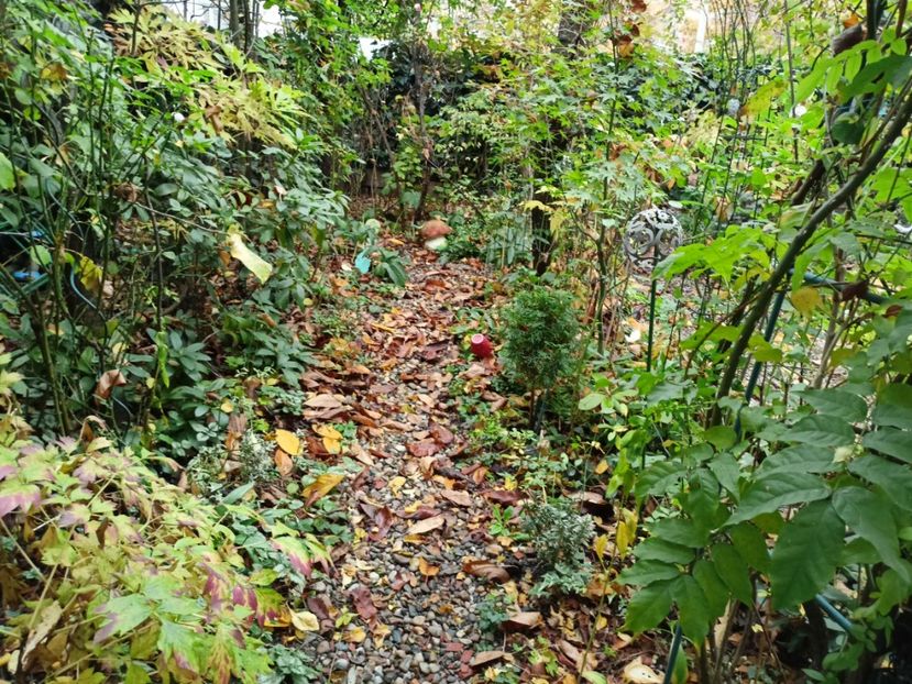  - Grădina 2022 continuare 4