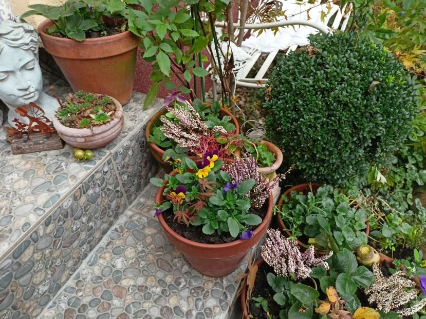  - Grădina 2022 continuare 4