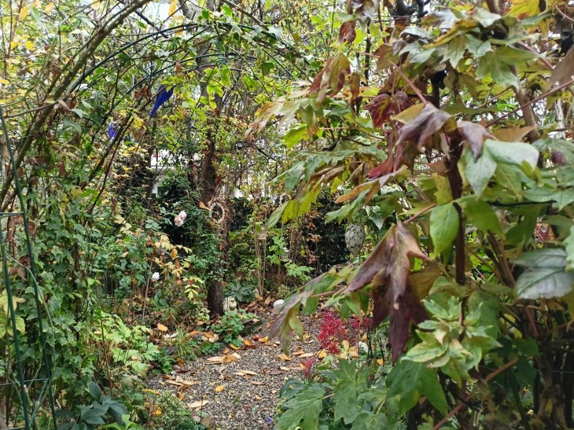  - Grădina 2022 continuare 4