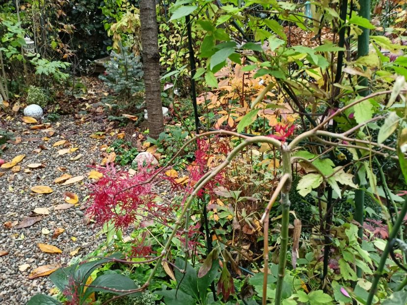  - Grădina 2022 continuare 4