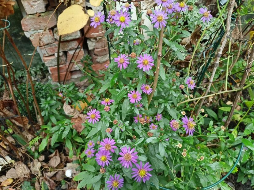  - Grădina 2022 continuare 4