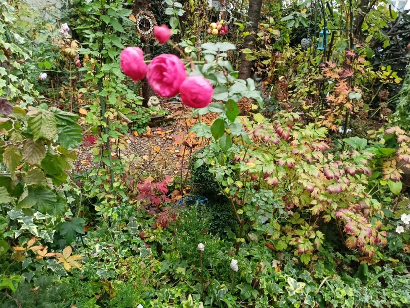  - Grădina 2022 continuare 4