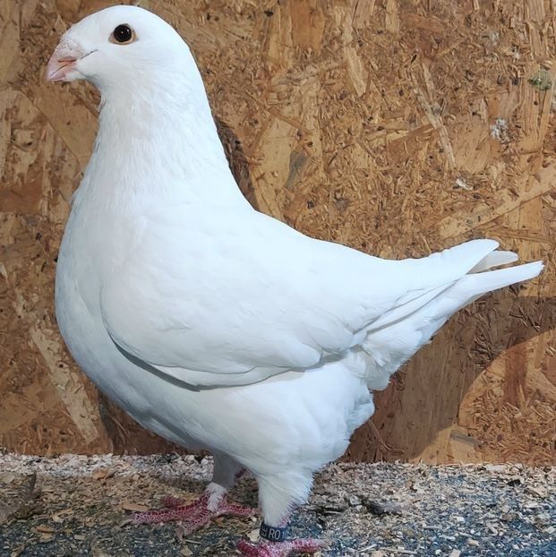  - 3---AGH DAȚI 2019 - 2025