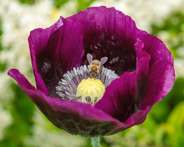  - SEMINTE MAC DE GRADINA - D 210 LAUREN S GRAPE