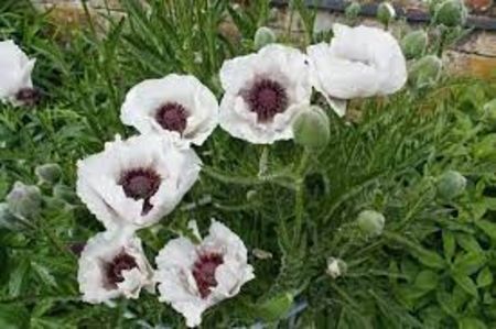  - SEMINTE MAC DE GRADINA - D 209 ROYAL WEDDING