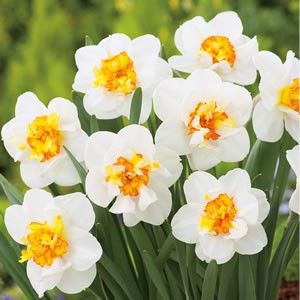 Daffodil Flower Drift 2022 Tibi - 2020 xxx NARCISE Colectia