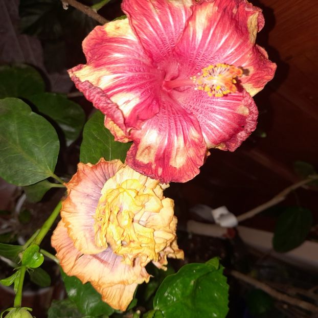 11.11.2022 - HIBISCUSI 2022-7