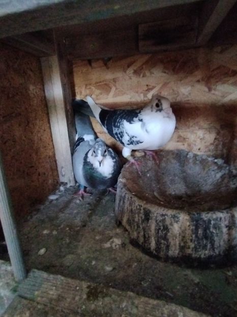  - VOIAJORI JAN AARDEN KUIF