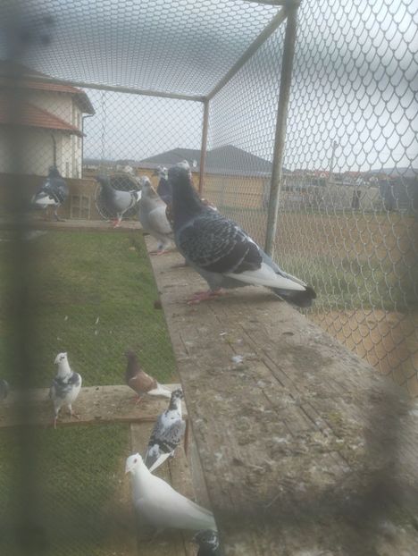  - VOIAJORI JAN AARDEN KUIF