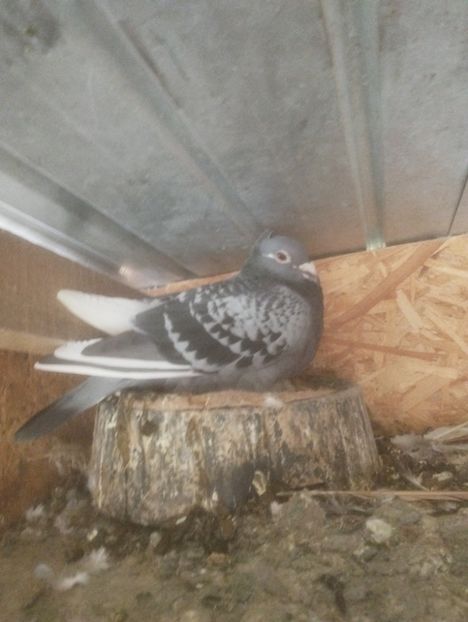  - VOIAJORI JAN AARDEN KUIF