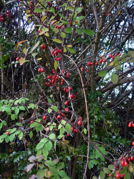  - 2022 - 03 - Toamna