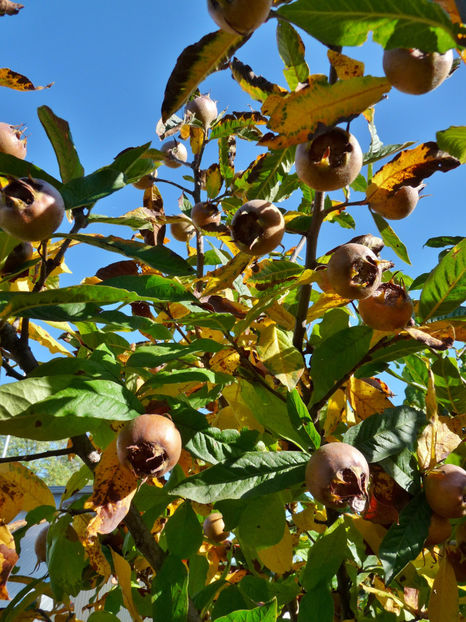  - 2022 - 03 - Toamna