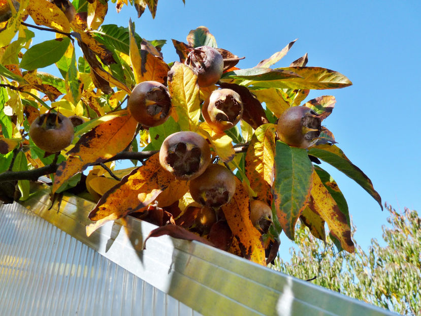  - 2022 - 03 - Toamna