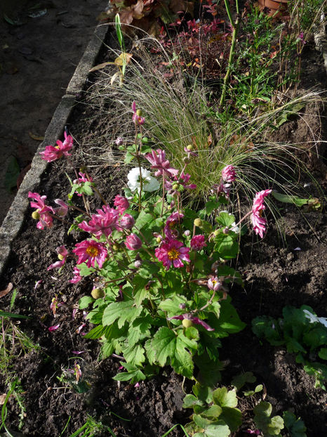  - 2022 - 03 - Toamna