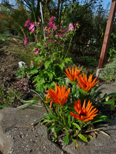  - 2022 - 03 - Toamna