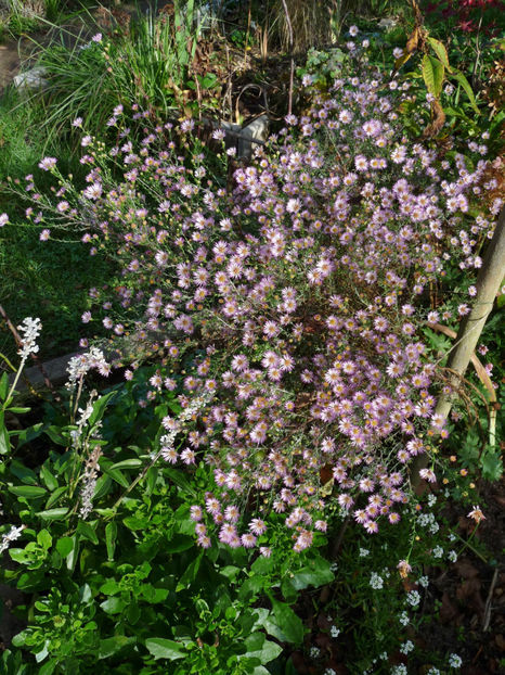  - 2022 - 03 - Toamna