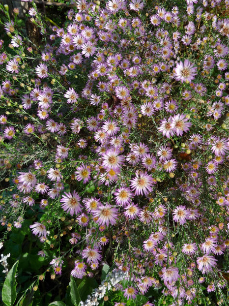  - 2022 - 03 - Toamna