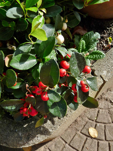  - 2022 - 03 - Toamna