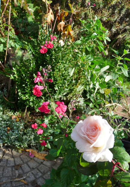  - 2022 - 03 - Toamna