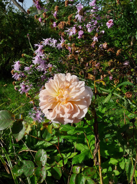  - 2022 - 03 - Toamna