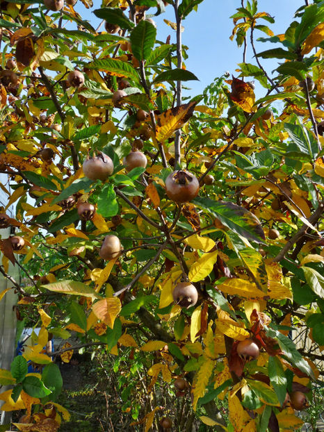  - 2022 - 03 - Toamna