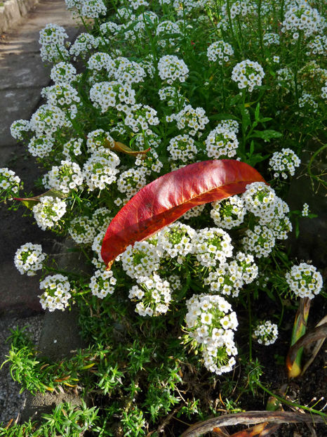  - 2022 - 03 - Toamna