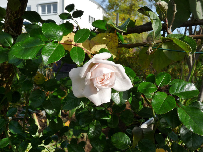  - 2022 - 03 - Toamna