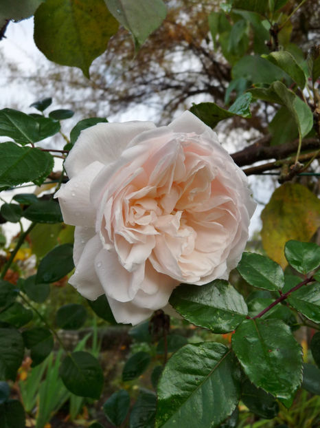  - 2022 - 03 - Toamna