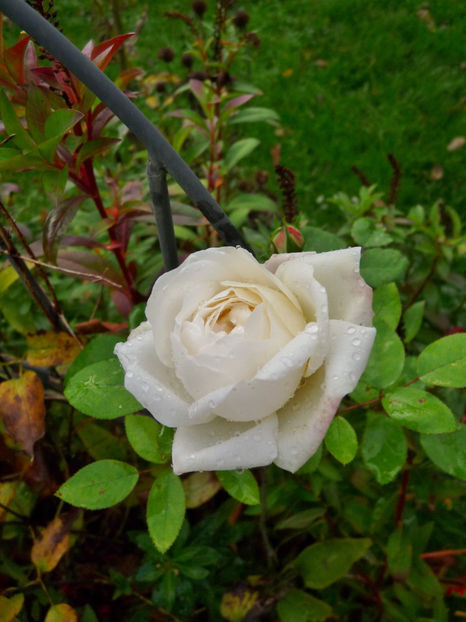  - 2022 - 03 - Toamna